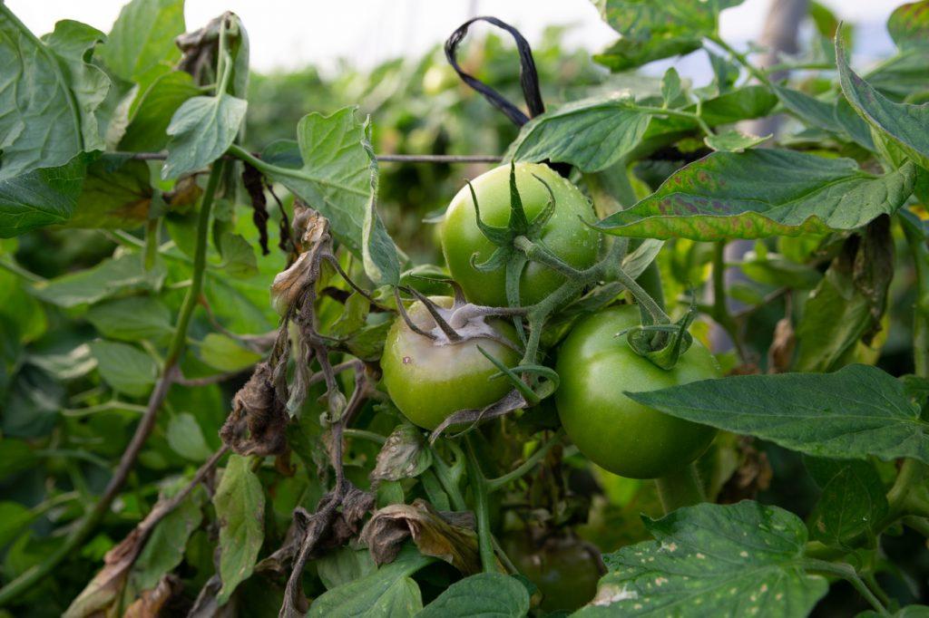 Botrytis en un planta de tomate
