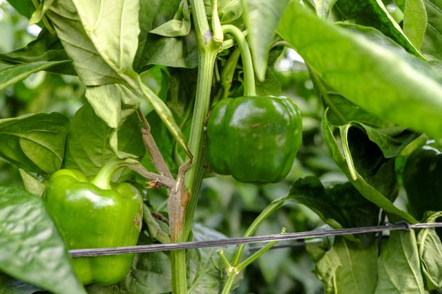 Botrytis en un planta de pimiento