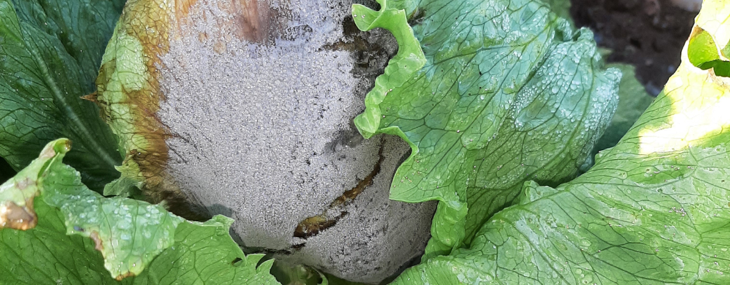 Botrytis en lechuga
