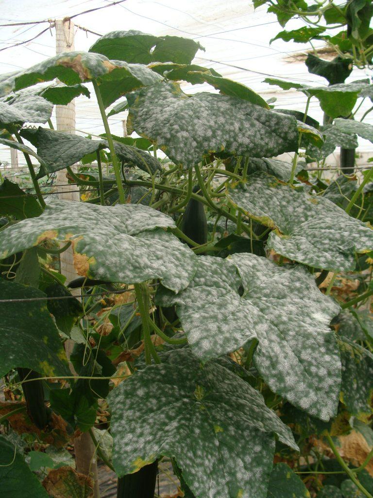 Oidio en una planta de calabacín