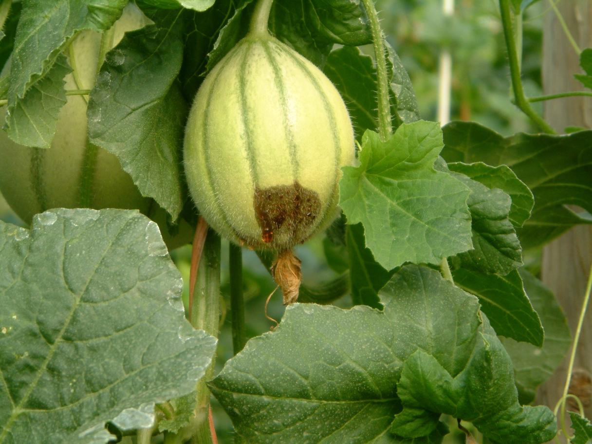 Myscosphaerella en un fruto de melón