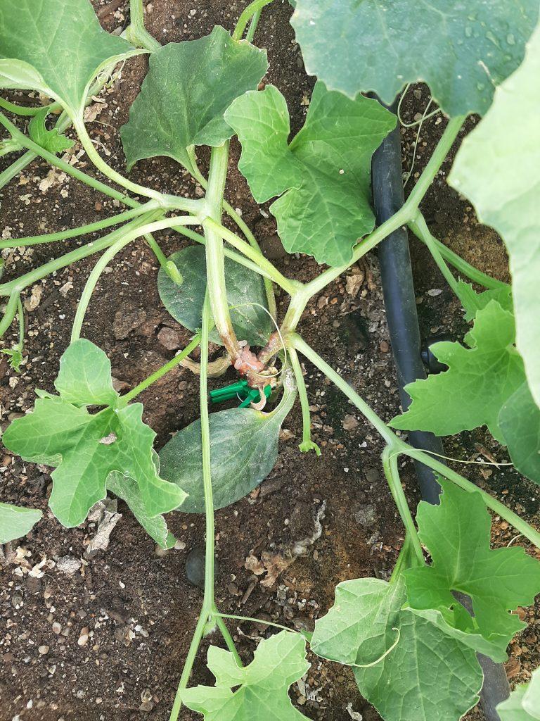 Planta de melón enferma de Myscosphaerella