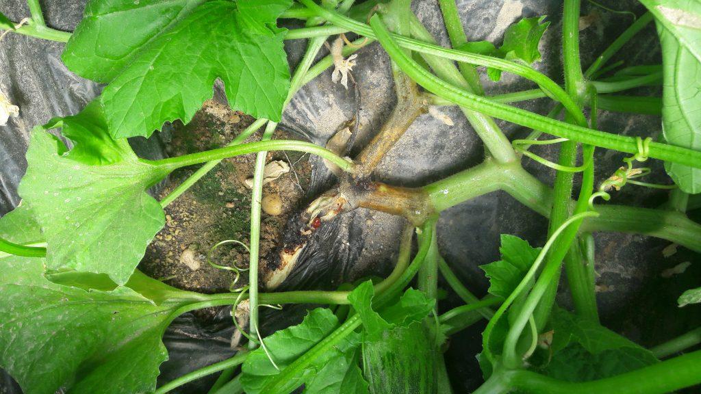 Planta de melón enferma de Myscosphaerella