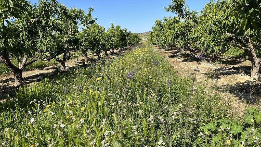 Cubiertas vegetales frutales