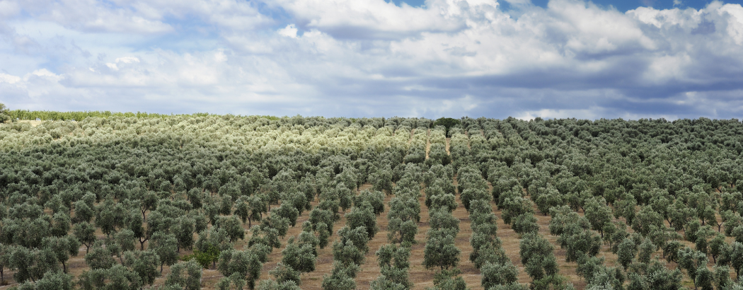 Campo de olivares