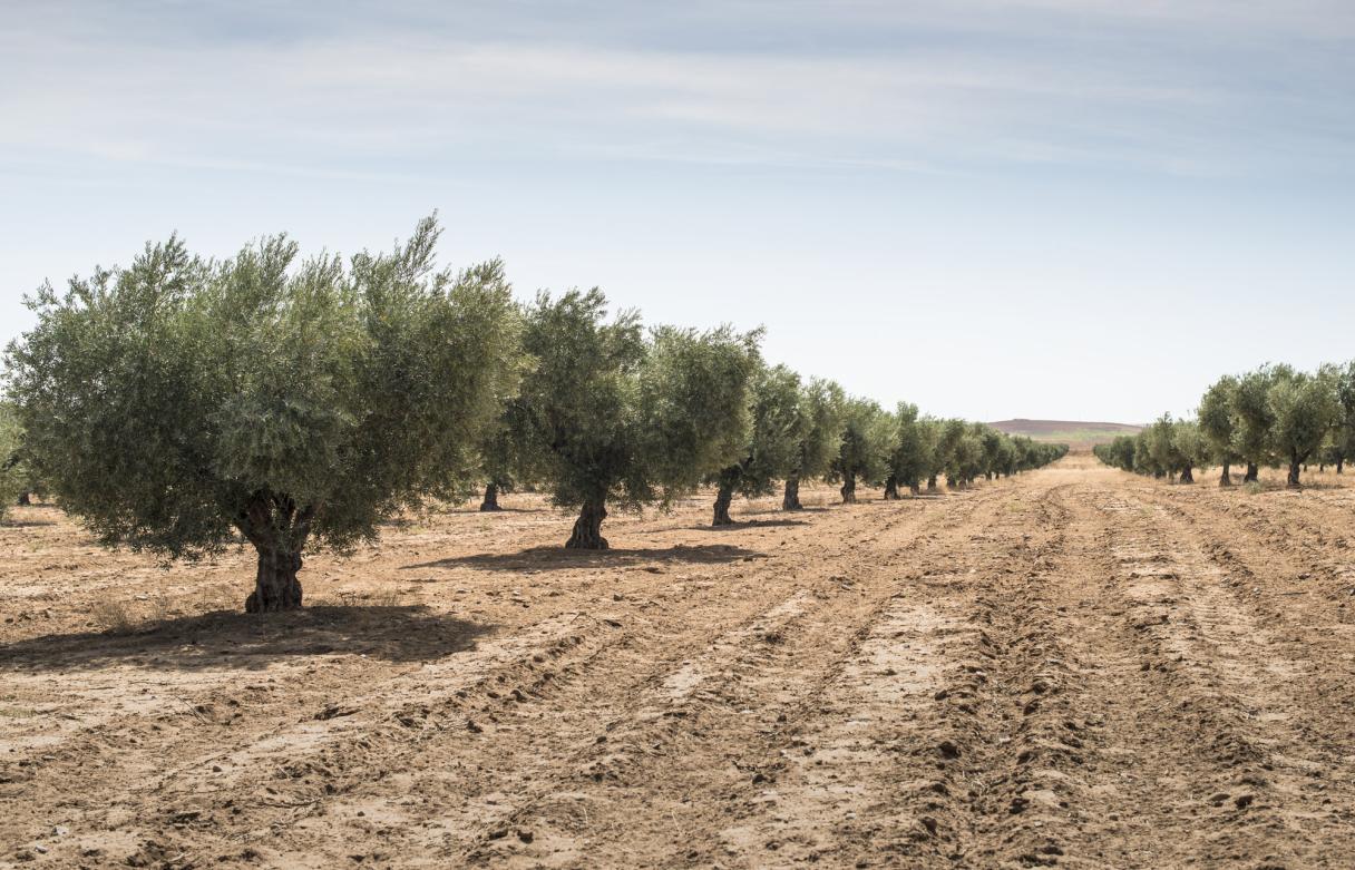 Olivos