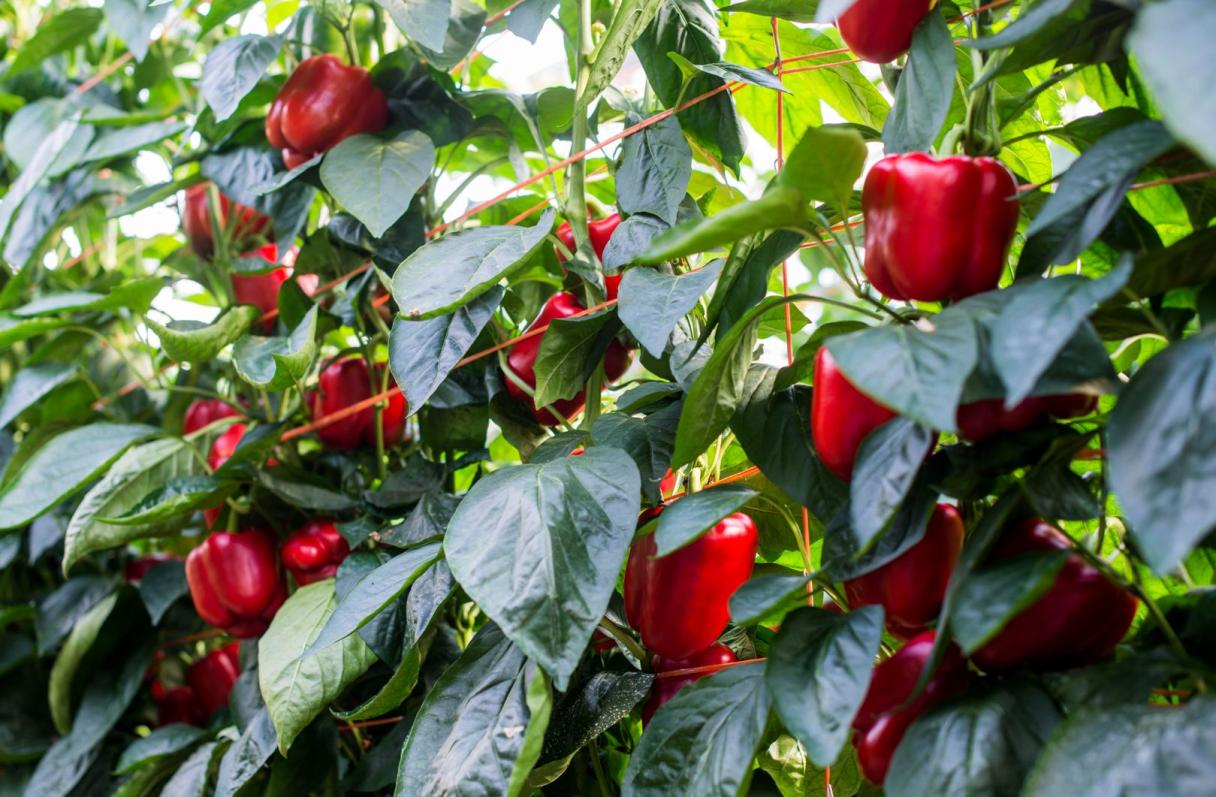 Pimientos rojos en planta