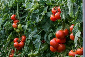 Tomate Yawara