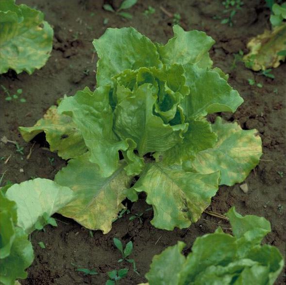 Mildiu en las hojas de una lechuga