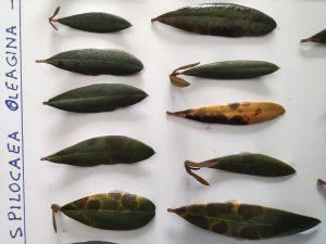 Hojas de olivo enfermas