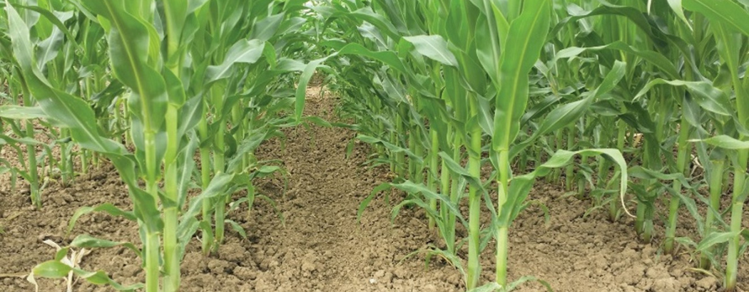 Cultivo de maíz