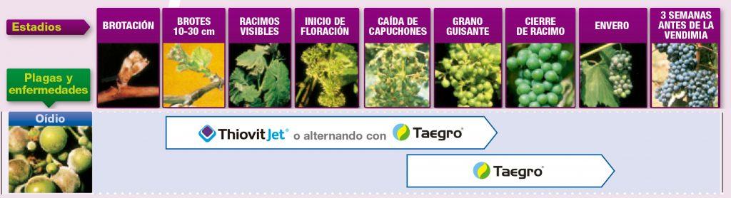 Tratamiento ecológico de oídio en viñedo