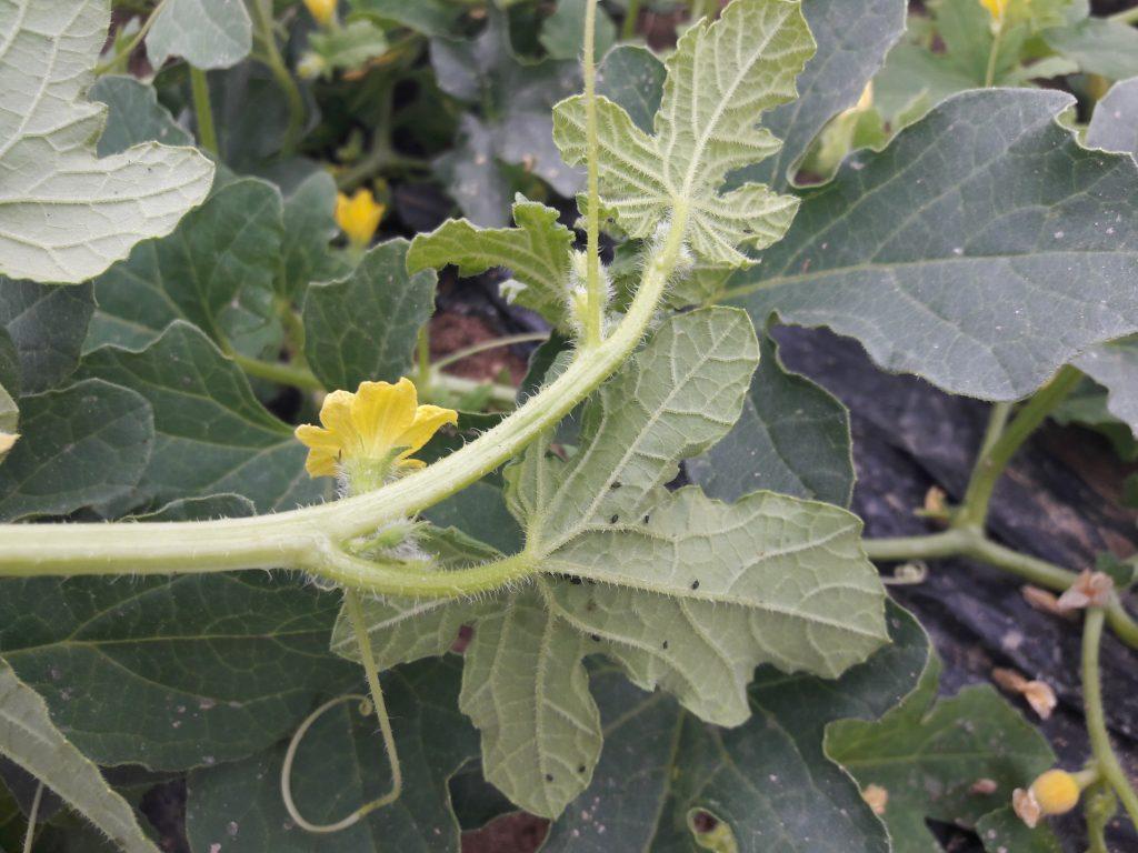Pulgones en una hoja