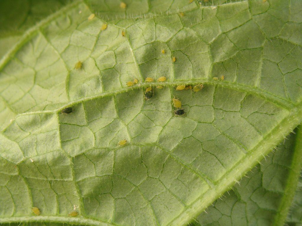 Aphis gossypii en el anverso de una hoja
