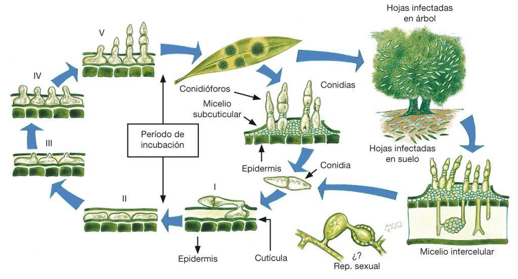 Ciclo del repio