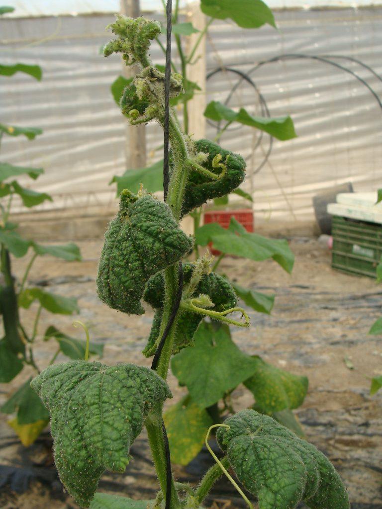 Daños ocasionado por Aphis gossypii en pepino