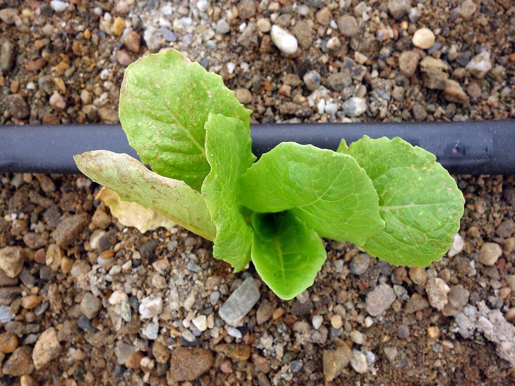 Daños de trips en lechuga