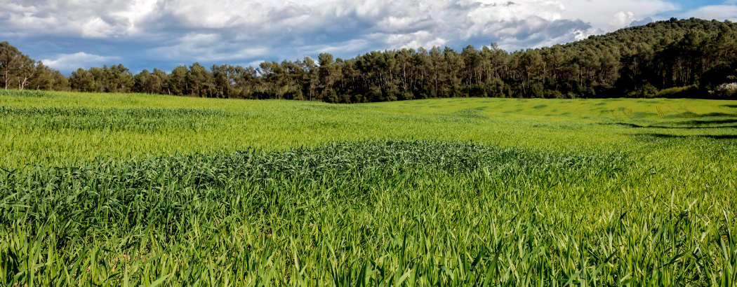 Campo sano