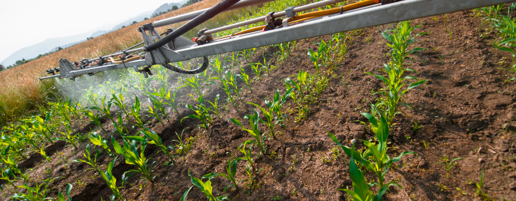 Tratando el cultivo del maíz de manera sostenible