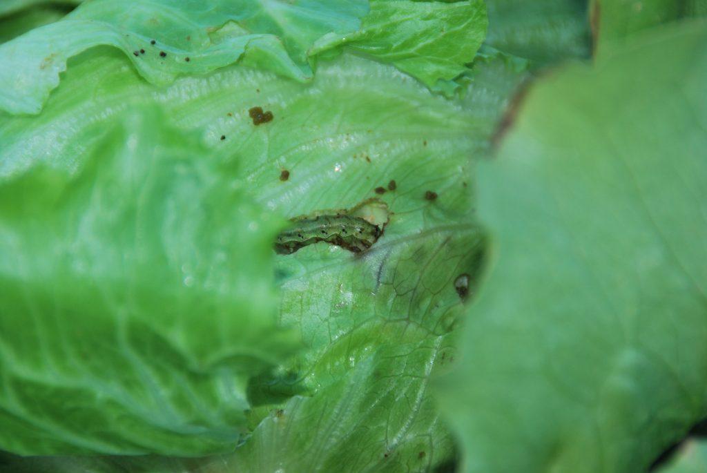 Lepidópteros en lechuga