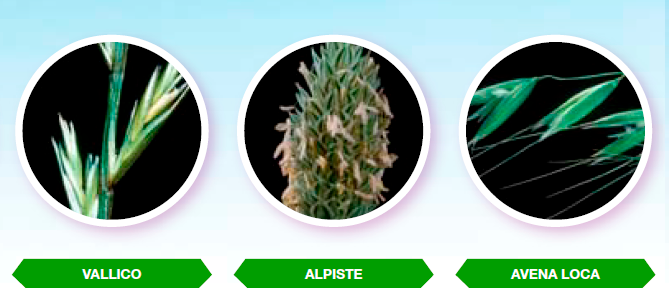 Malas hierbas