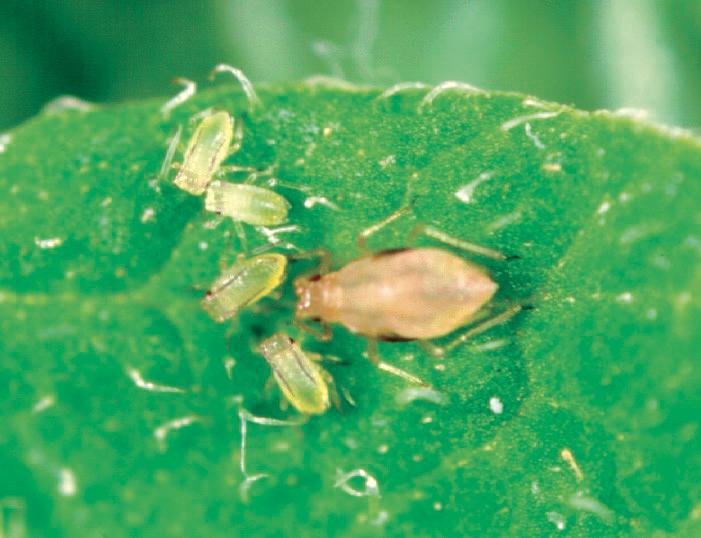 Myzus persicae