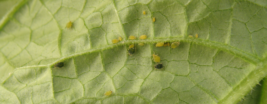 Pulgones en una hoja