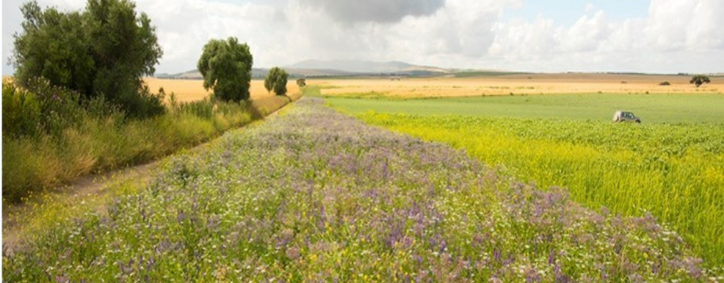 Sanidad vegetal y agricultura regenerativa