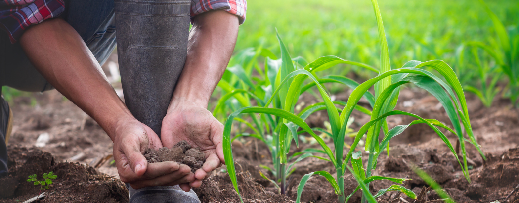 Agricultura Sostenible
