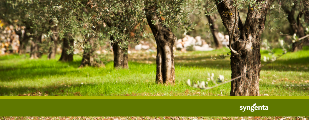Malas hierbas en olivar
