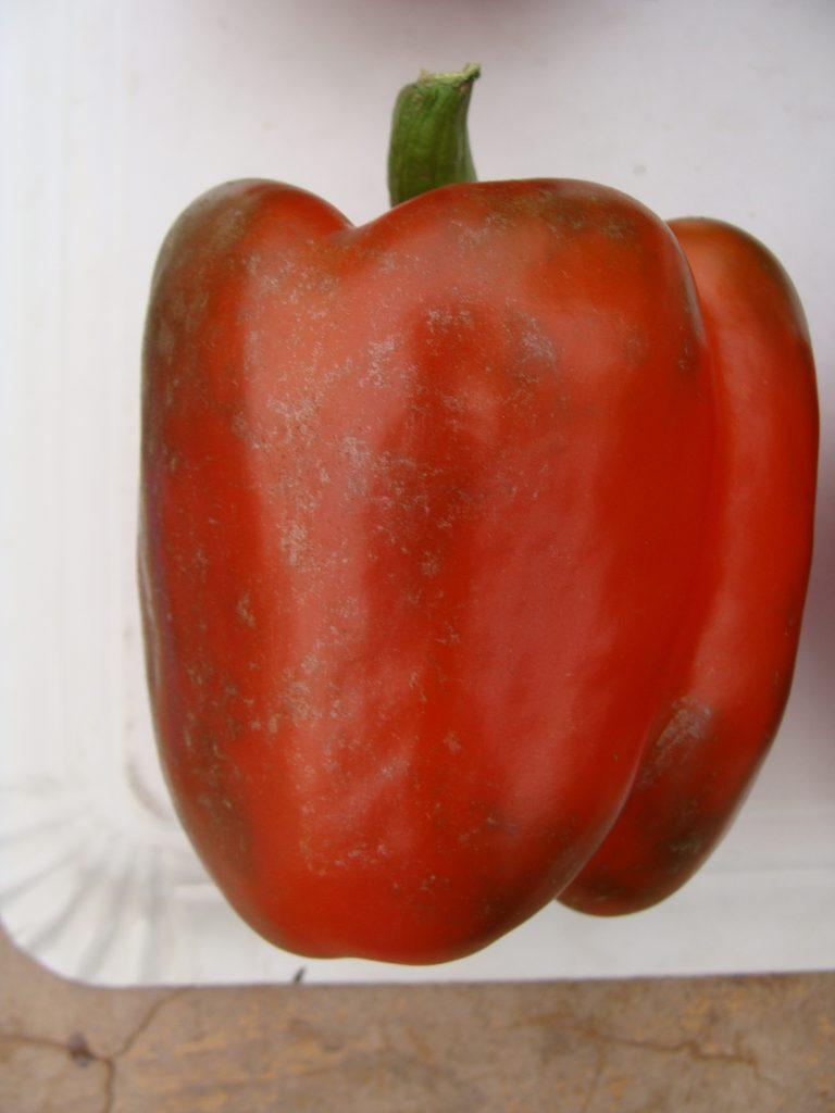 Daño de trips en fruto de pimiento