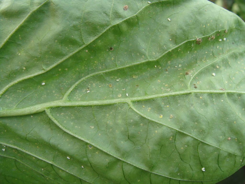 Mosca blanca en hoja de pimiento