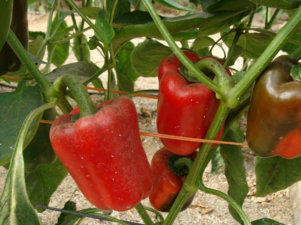 Negrilla en fruto causado por la mosca blanca