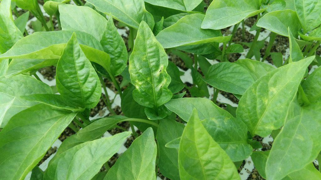 Trips en pimiento