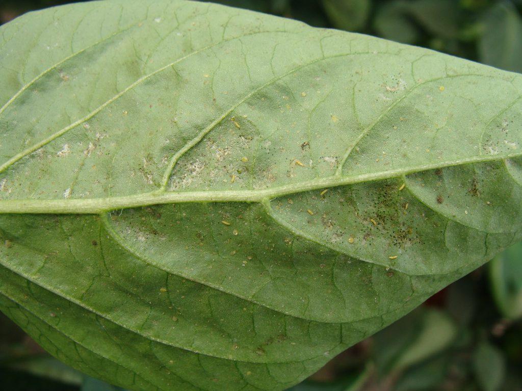Trips en hoja de pimiento
