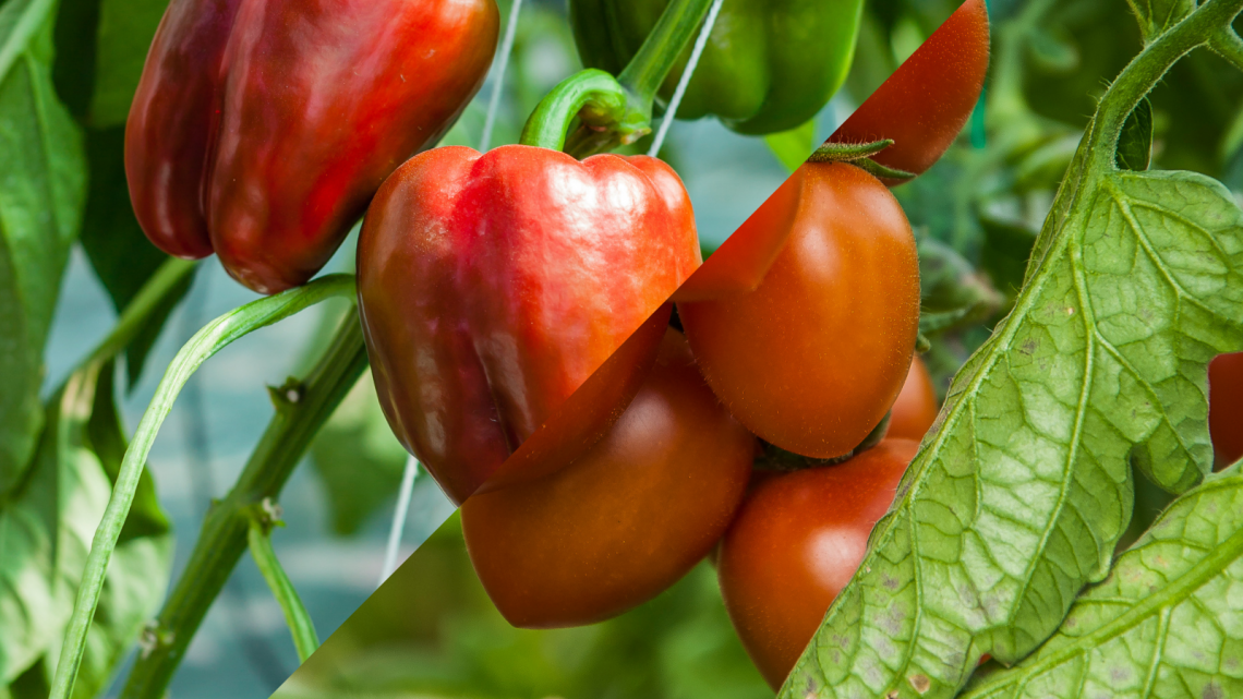 Activadores de mecanismos de defensa de las plantas