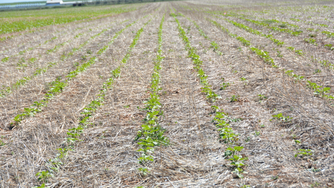 Agricultura Regenerativa