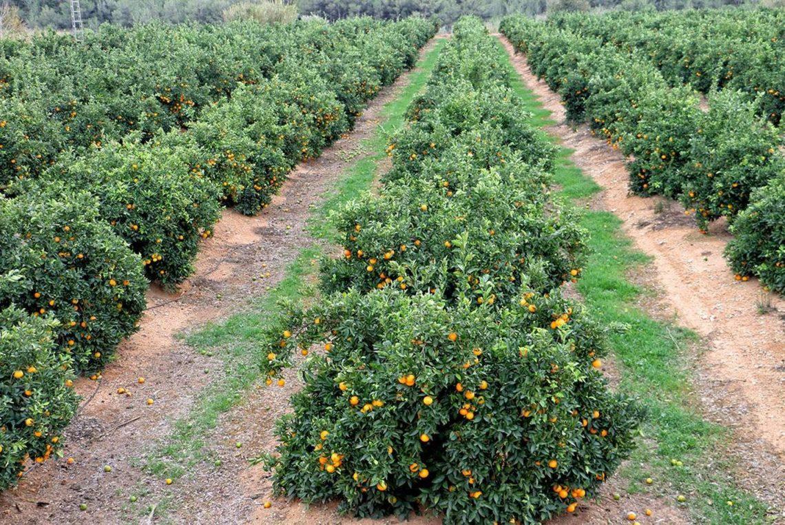 Campo de naranjos