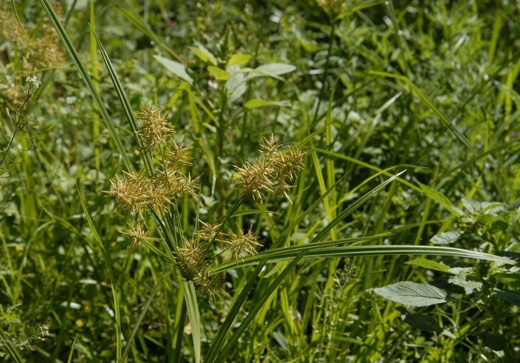 Cyperus esculentus