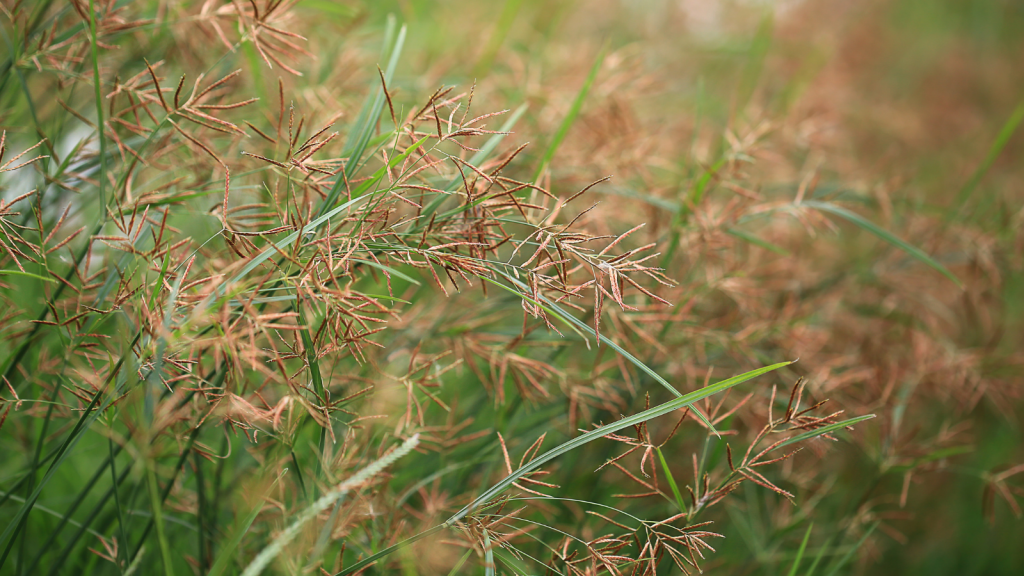Cyperus rotundus