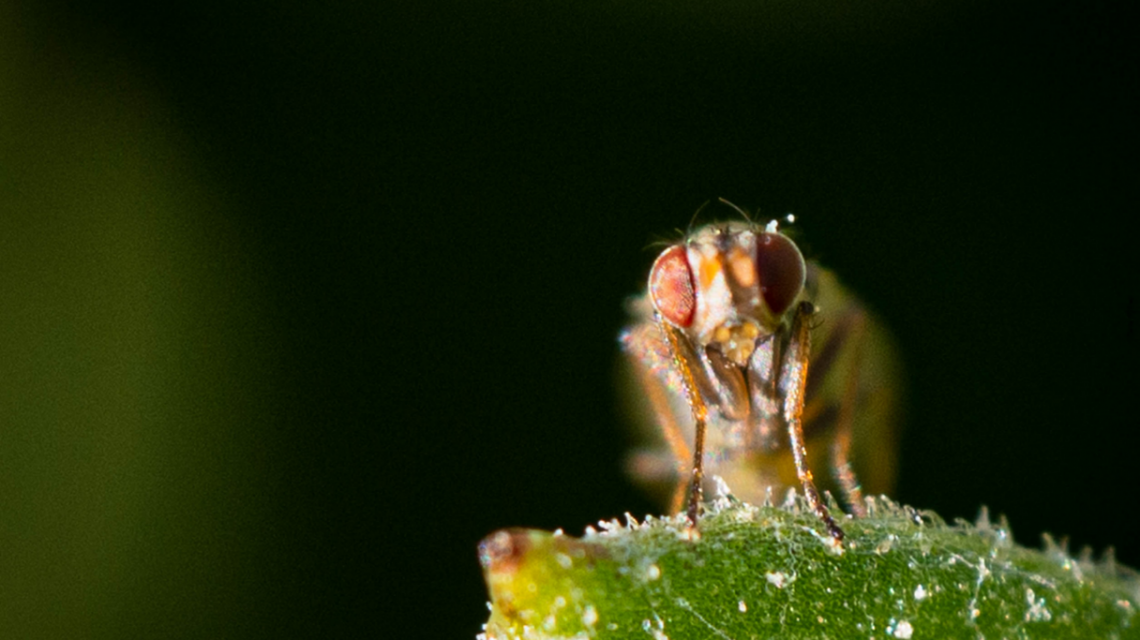 Ceratitis capitata en cítricos ¿Cómo se controla?