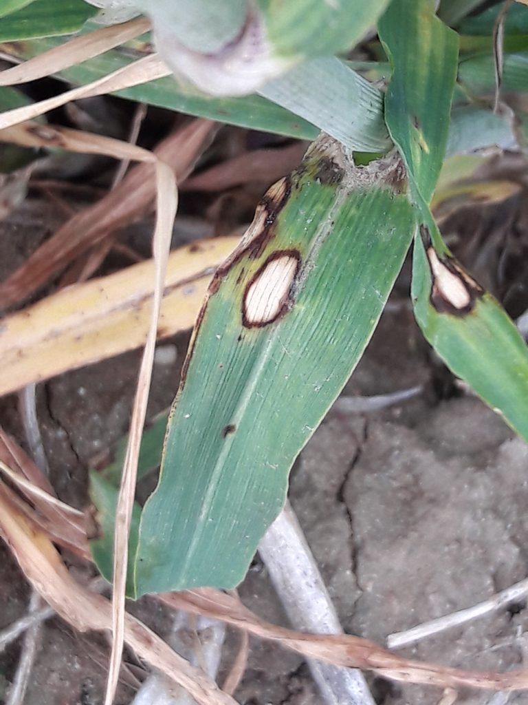 Daño en la hoja producido por el hongo Rhynchosporium secalis