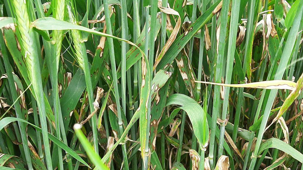 Daño producido por el hongo Rhynchosporium secalis