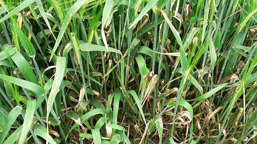 Rhynchosporium secalis en cereal