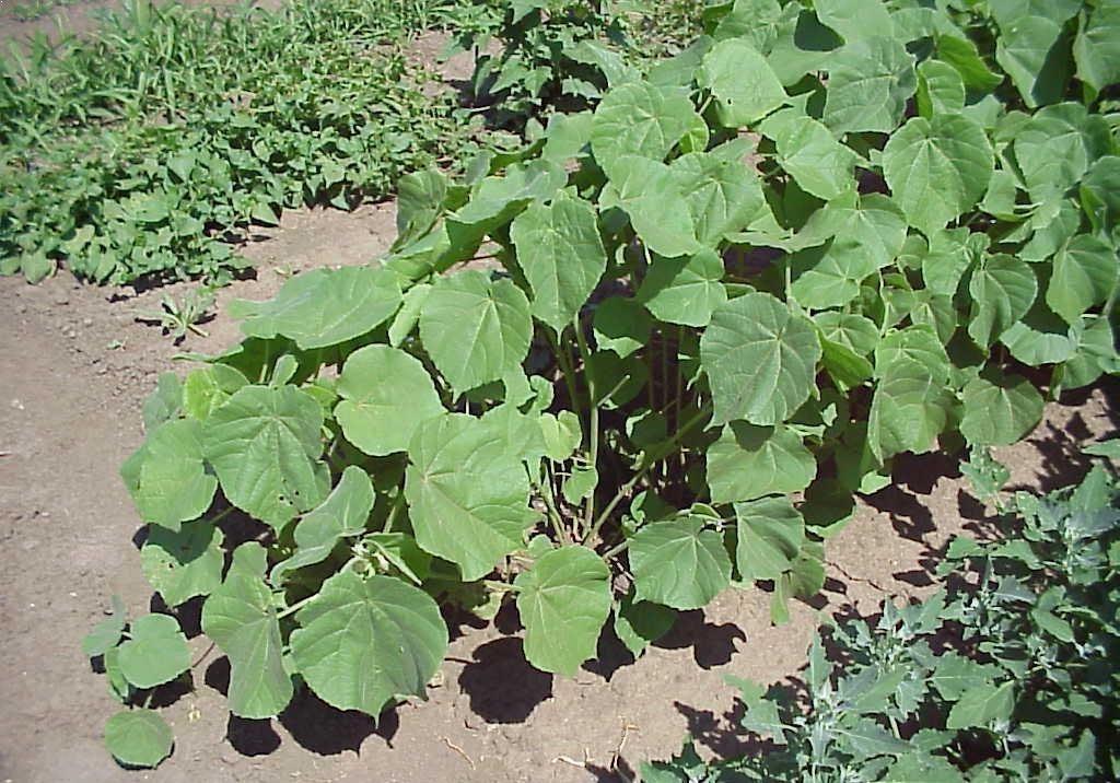 Abutilon theophrasti