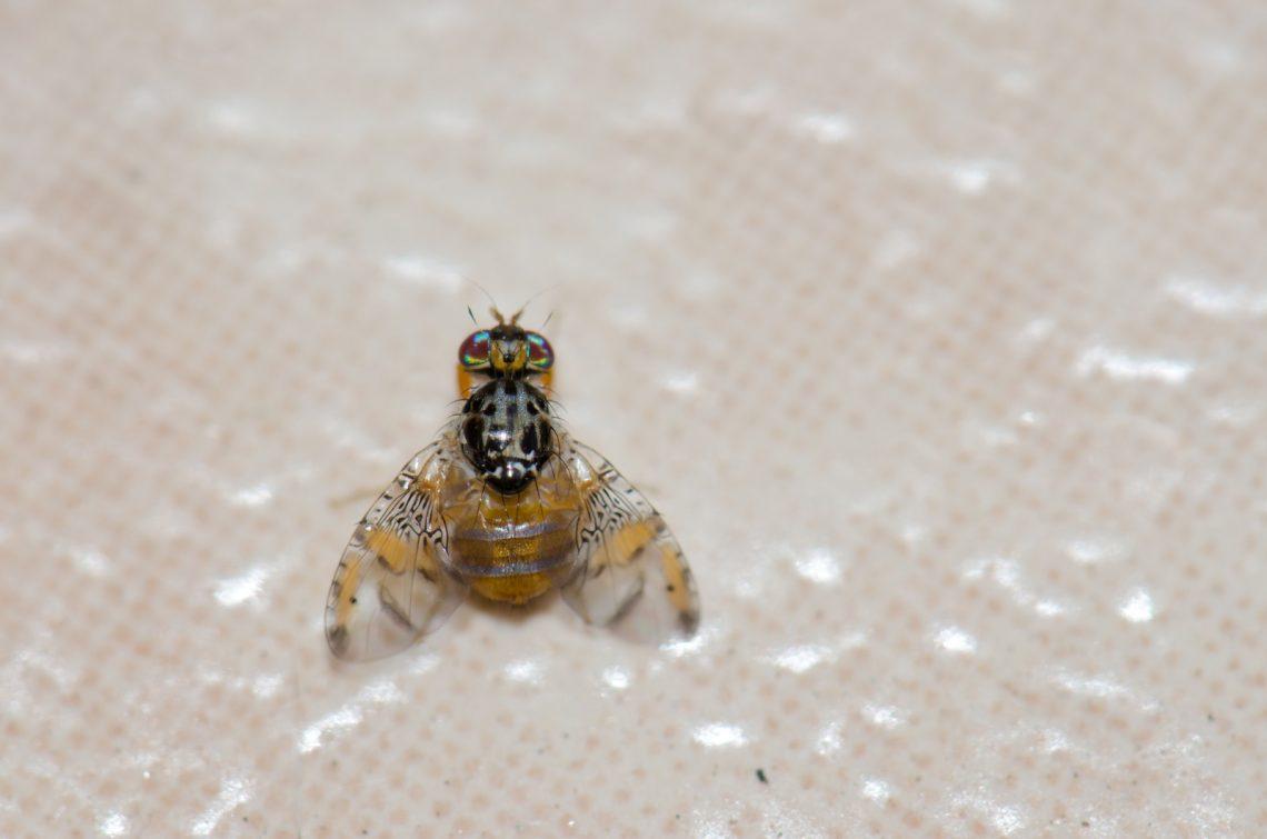 Ceratitis capitata