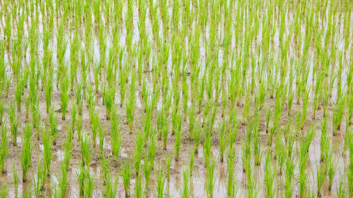 Cultivo de arroz