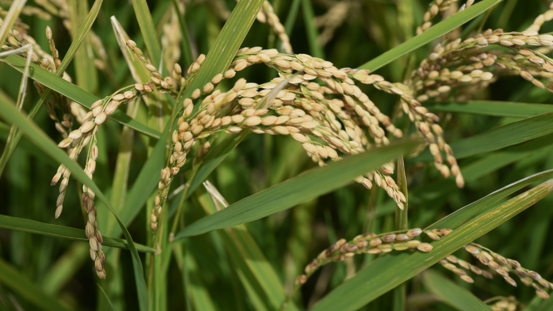Cultivo de arroz