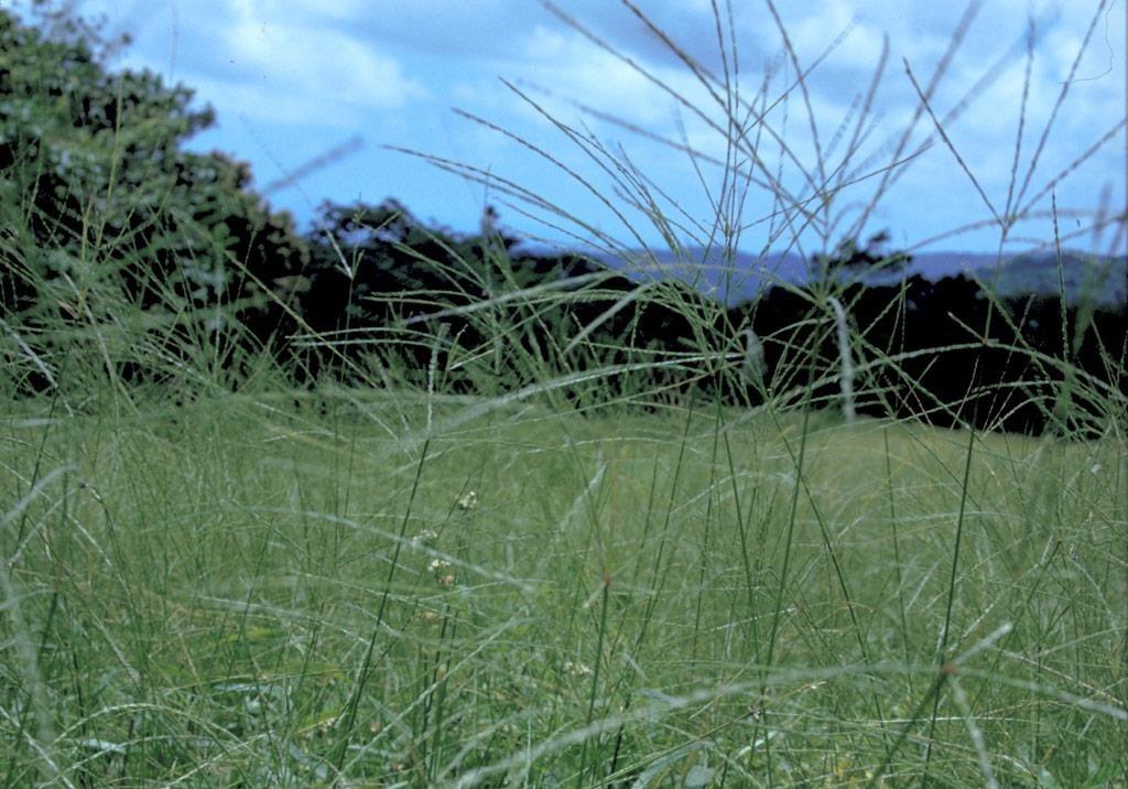 Digitaria sanguinalis