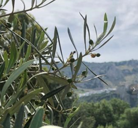 Imagen 1 Detalle de frutos partenocárpicos. Fuente: Olivar en Zuheros (Córdoba). 2020.